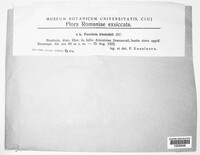 Puccinia absinthii image
